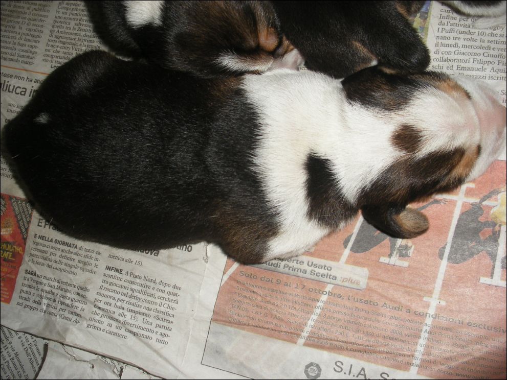 cuccioli amelie-19